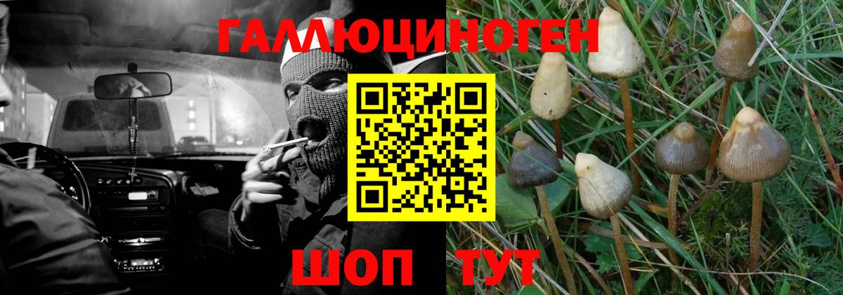 Дивногорск  Псилоцибиновые грибы GOLDEN TEACHER  Вход с VPN 